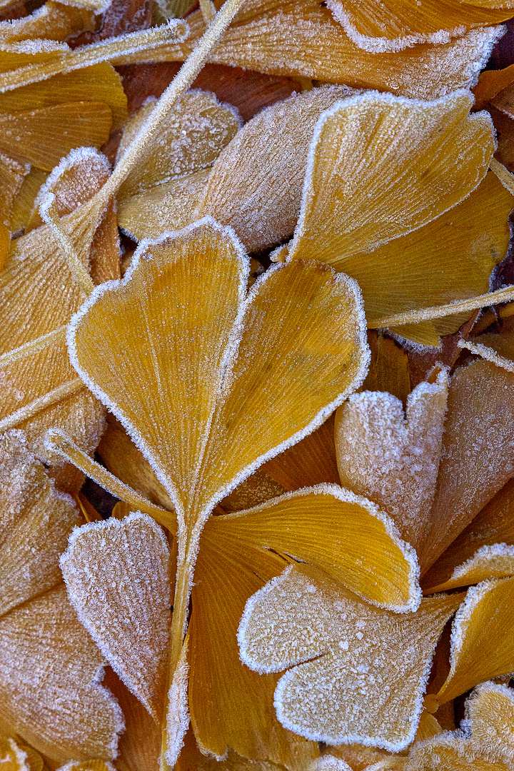 Raureif auf Gingkoblättern