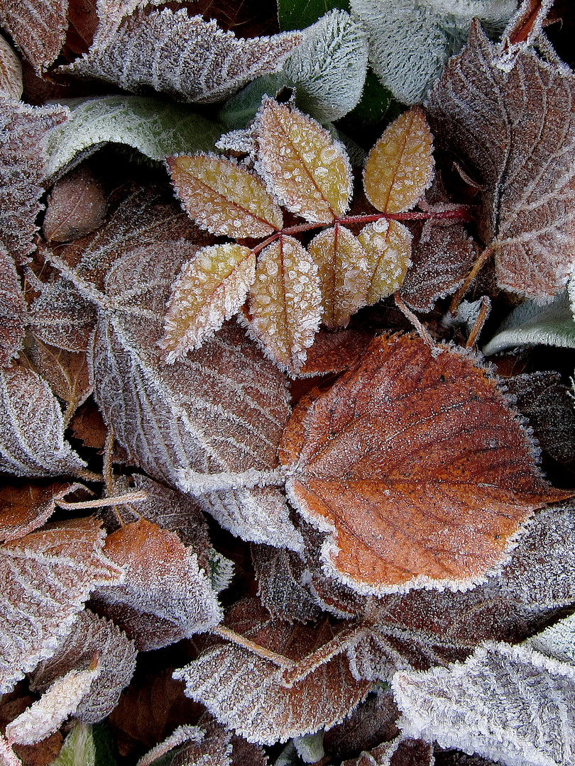 Raureif auf Herbstblätter