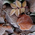 Raureif auf Herbstblätter