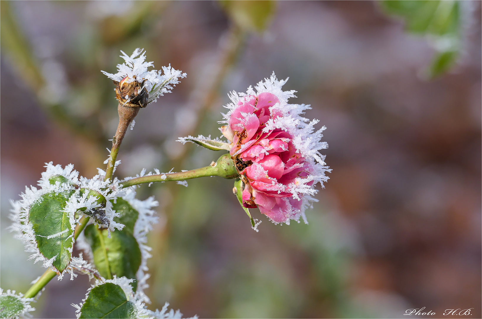 Raureif auf Rosen