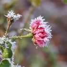 Raureif auf Rosen