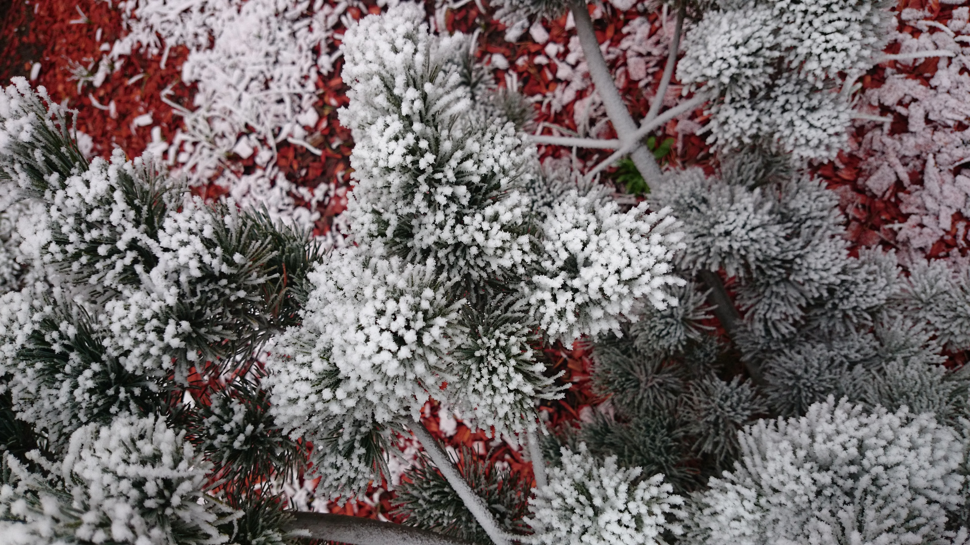 Raureif auf rotem Rindenmulch - unbearbeitetes Handyfoto