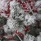 Raureif auf rotem Rindenmulch - unbearbeitetes Handyfoto