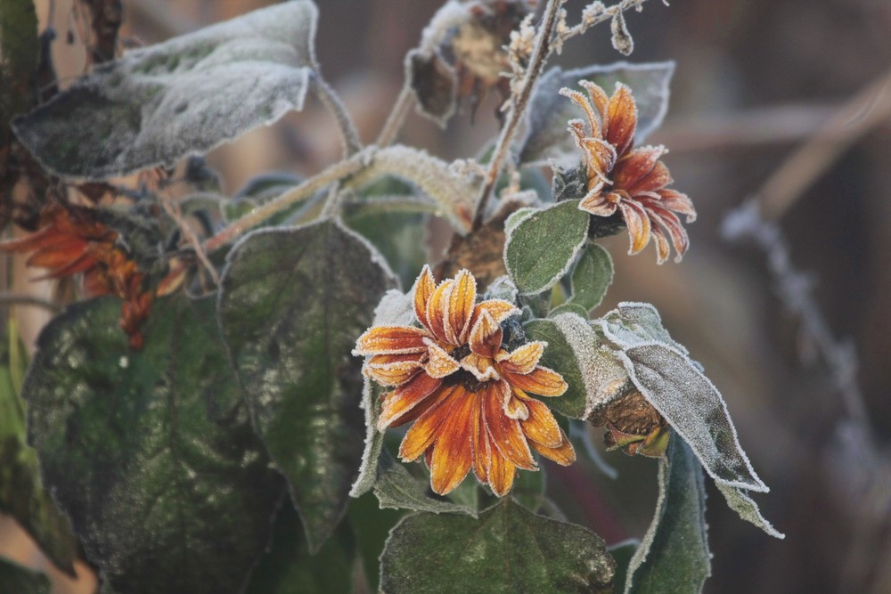 Raureif auf Sonnenblume