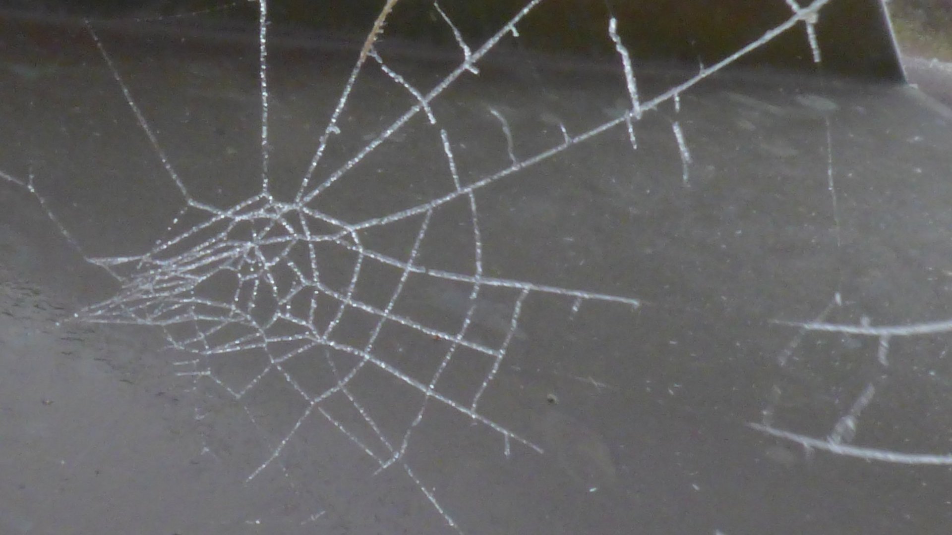 Raureif auf Spinnennetz
