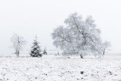 raureif bäume im Hohen Venn