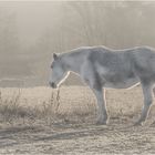 Raureif, bald kommt die Sonne 