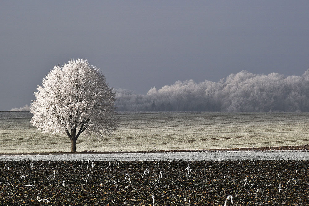 Raureif-Baum an Neujahr