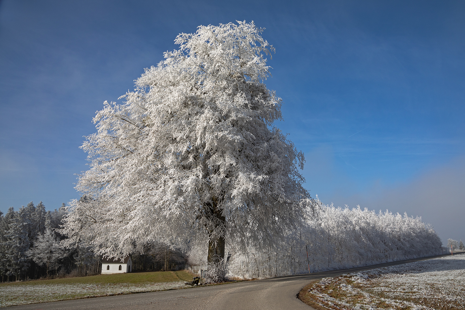 Raureif-Baum