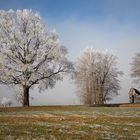 Raureif-Baum mit Kapelle