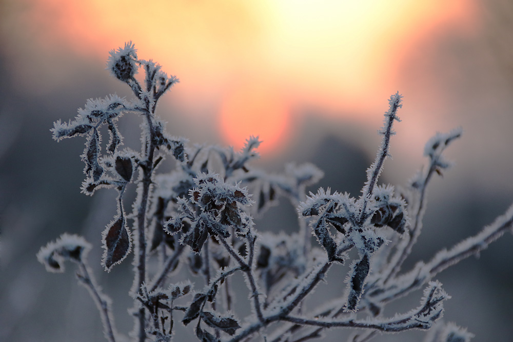 Raureif bei Sonnenaufgang