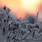 Raureif bei Sonnenaufgang