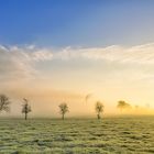 Raureif bei Sonnenaufgang