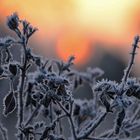 Raureif bei Sonnenuntergang