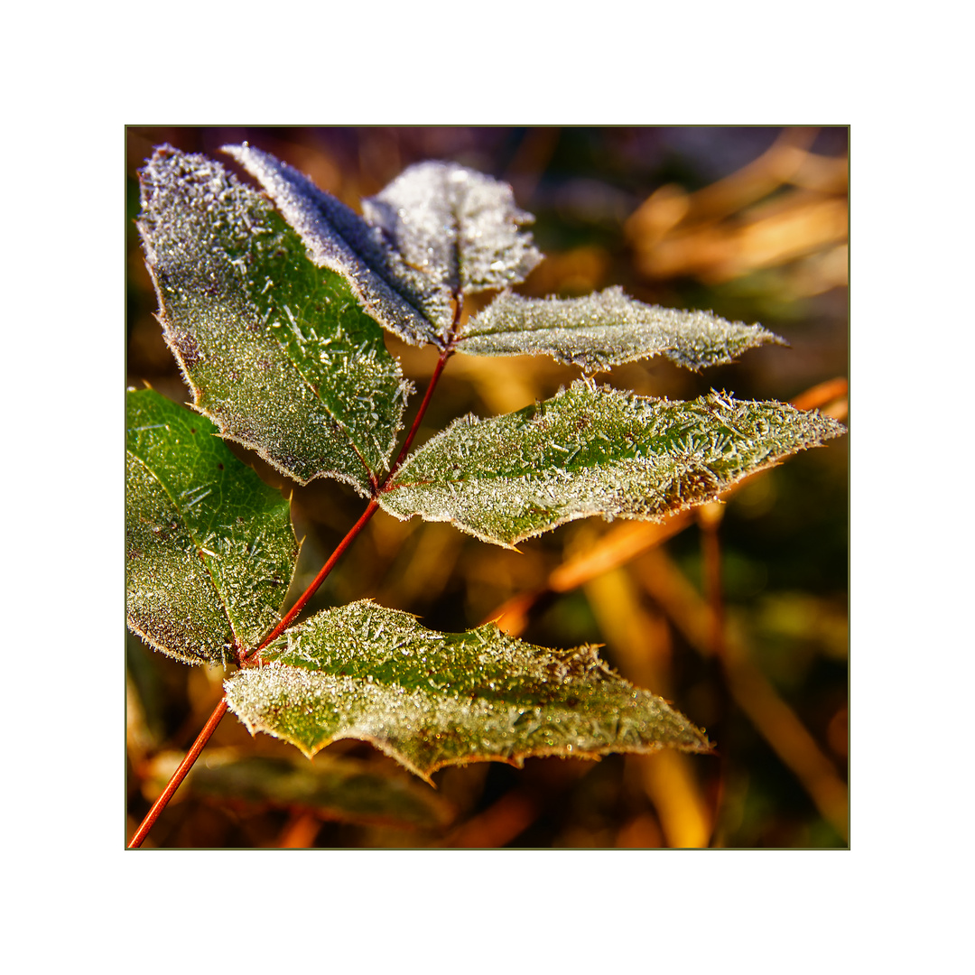 Raureif-Blatt