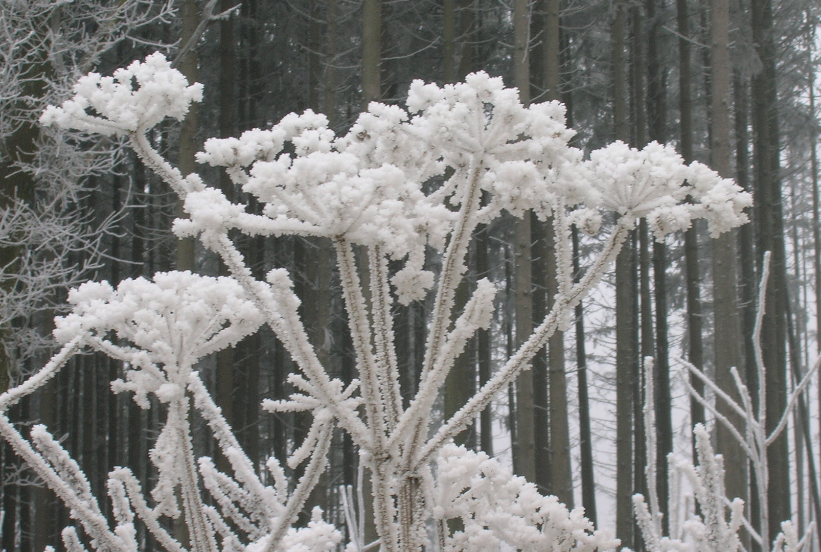 Raureif- Blüten