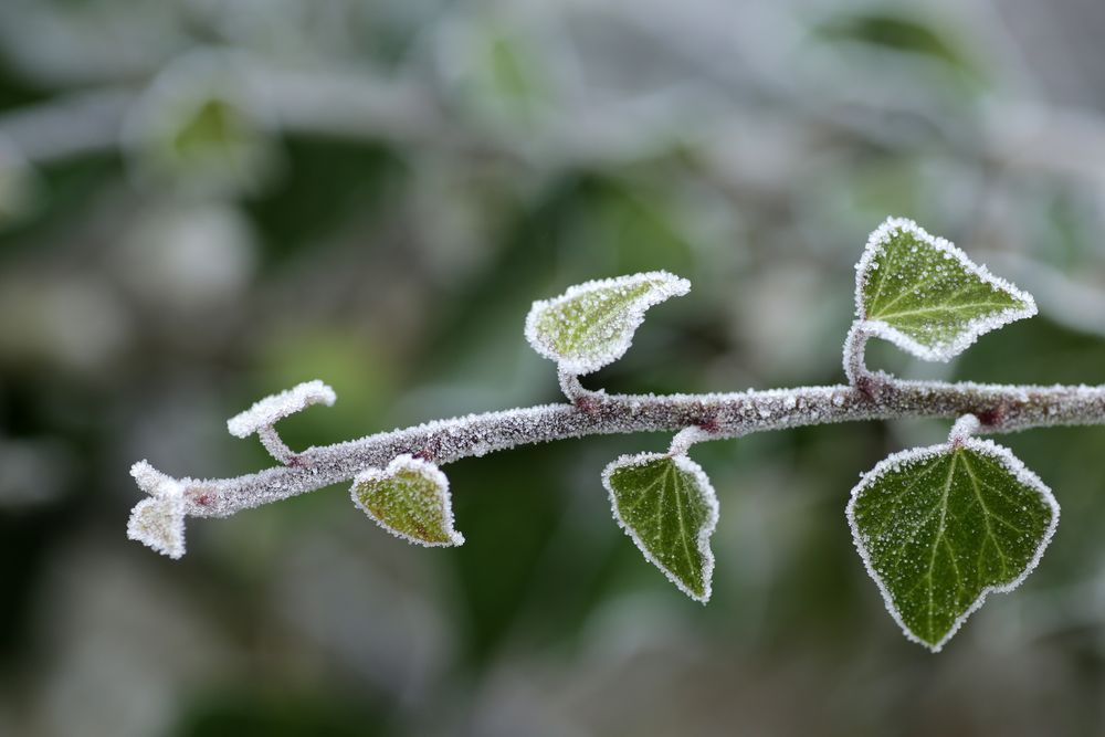 Raureif Foto &amp; Bild | naturereignisse, natur-kreativ, die elemente
