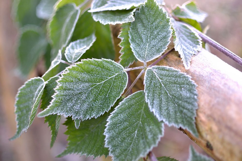 Raureif Foto &amp; Bild | jahreszeiten, herbst, natur Bilder auf fotocommunity