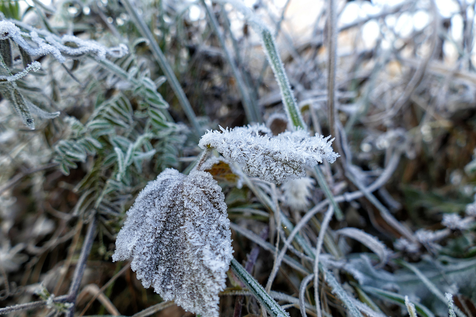 Raureif Foto &amp; Bild | jahreszeiten, winter, natur Bilder auf fotocommunity