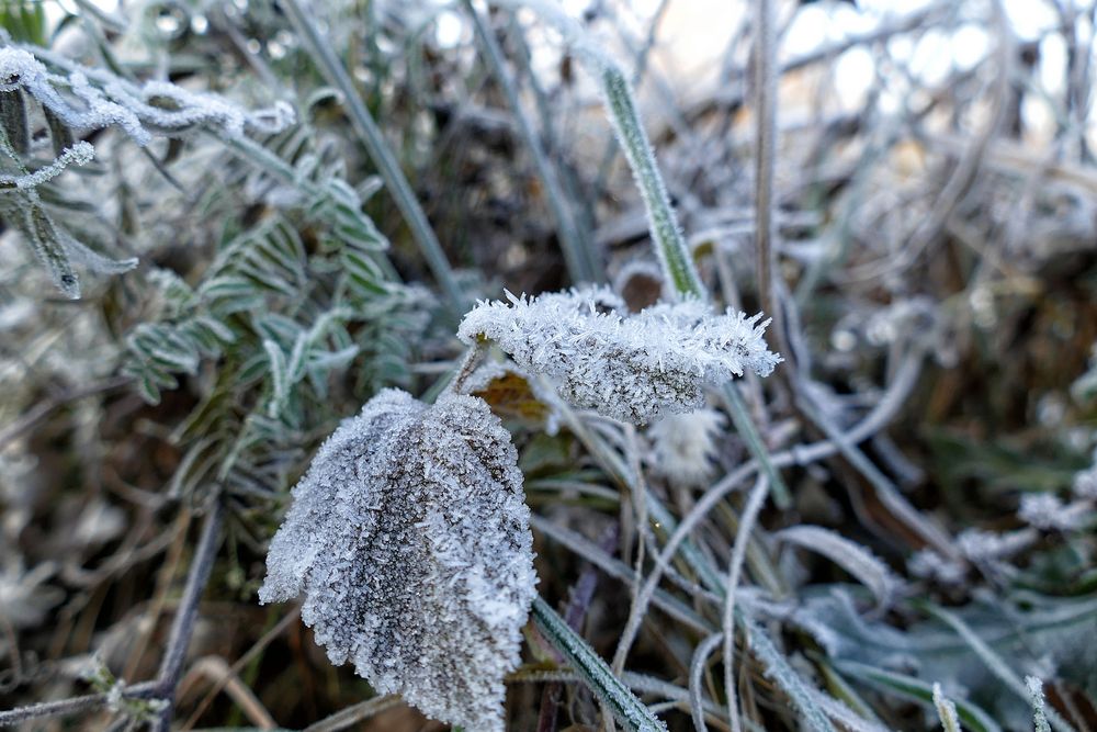Raureif Foto &amp; Bild | jahreszeiten, winter, natur Bilder auf fotocommunity