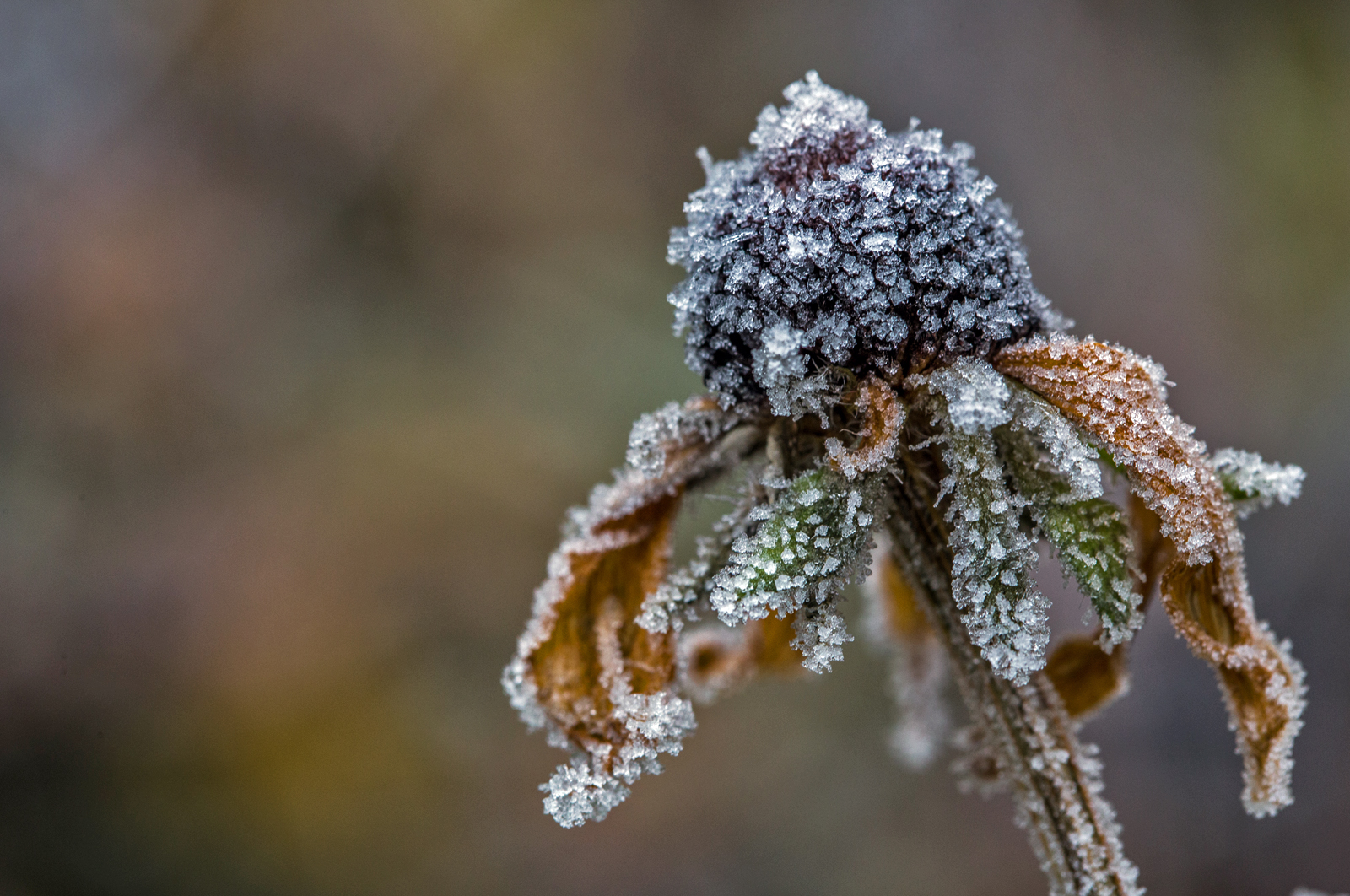 Raureif Foto &amp; Bild | pflanzen, pilze &amp; flechten, blüten