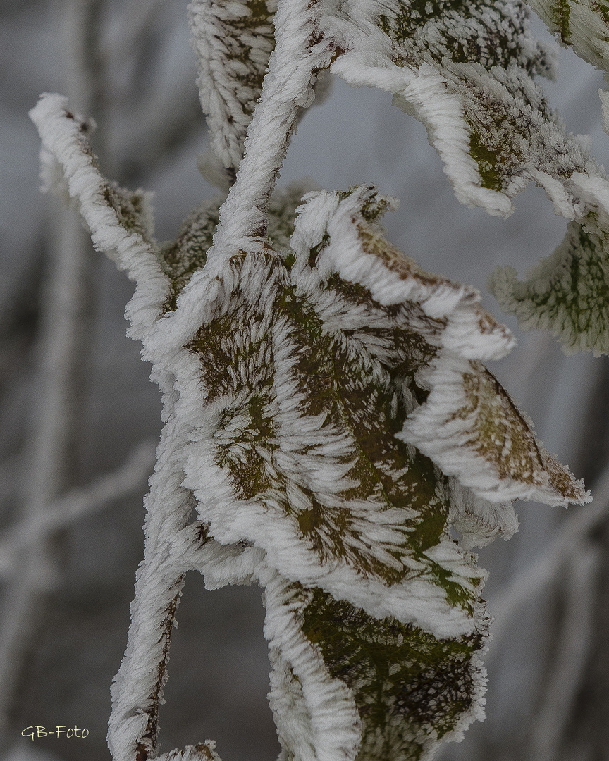 Raureif Foto &amp; Bild | pflanzen, pilze &amp; flechten, jahreszeiten, winter