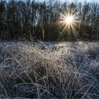 Raureif gegen die Sonne