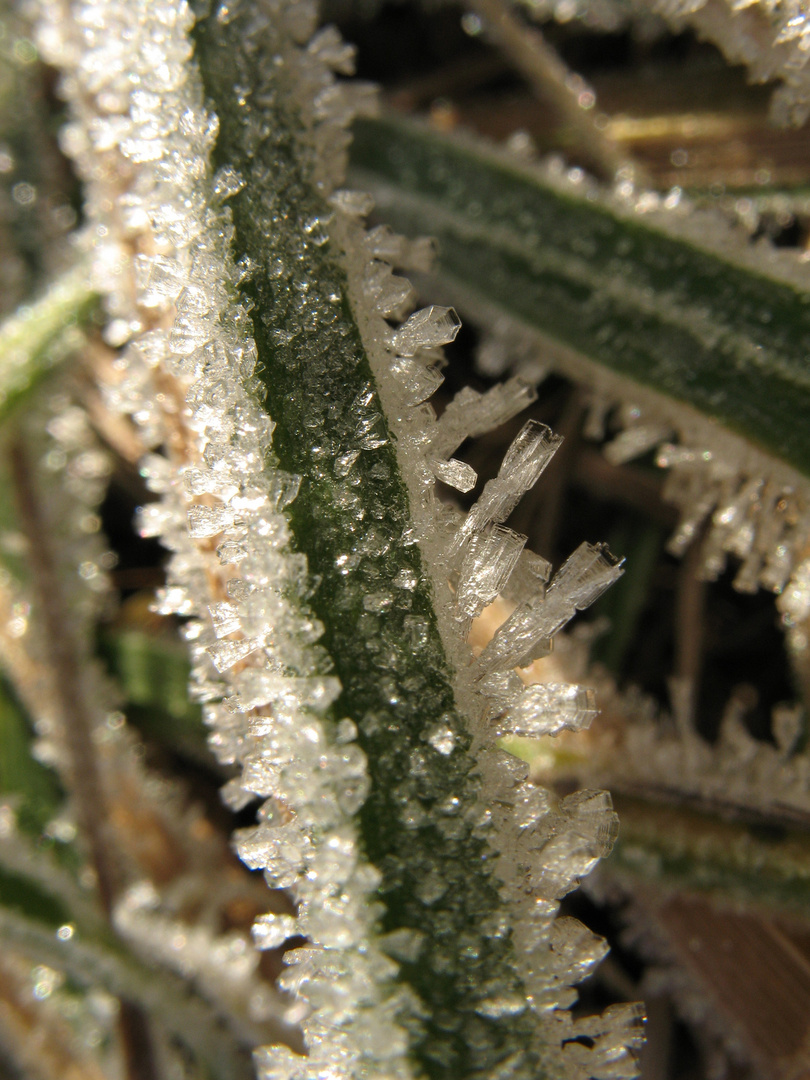 Raureif II Foto &amp; Bild | jahreszeiten, winter, raureif Bilder auf
