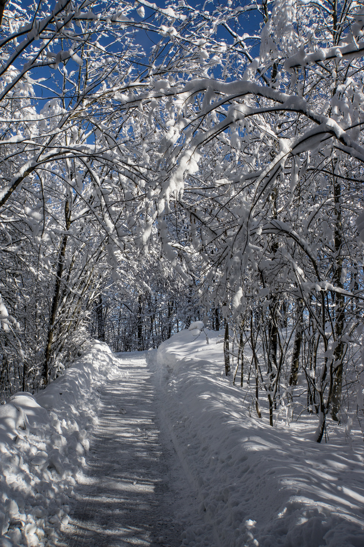 Raureif im Auwald