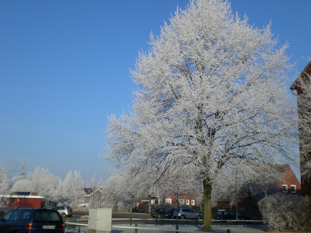 Raureif im Baum und Blauer Himmel