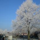 Raureif im Baum und Blauer Himmel