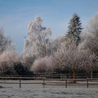 Raureif im Dezember 2022 - Ansicht über die Pferdewiese