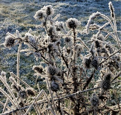 Raureif im Dezember 2022 - Eine sehr spitze Angelegenheit: Klette mit Eisnadeln
