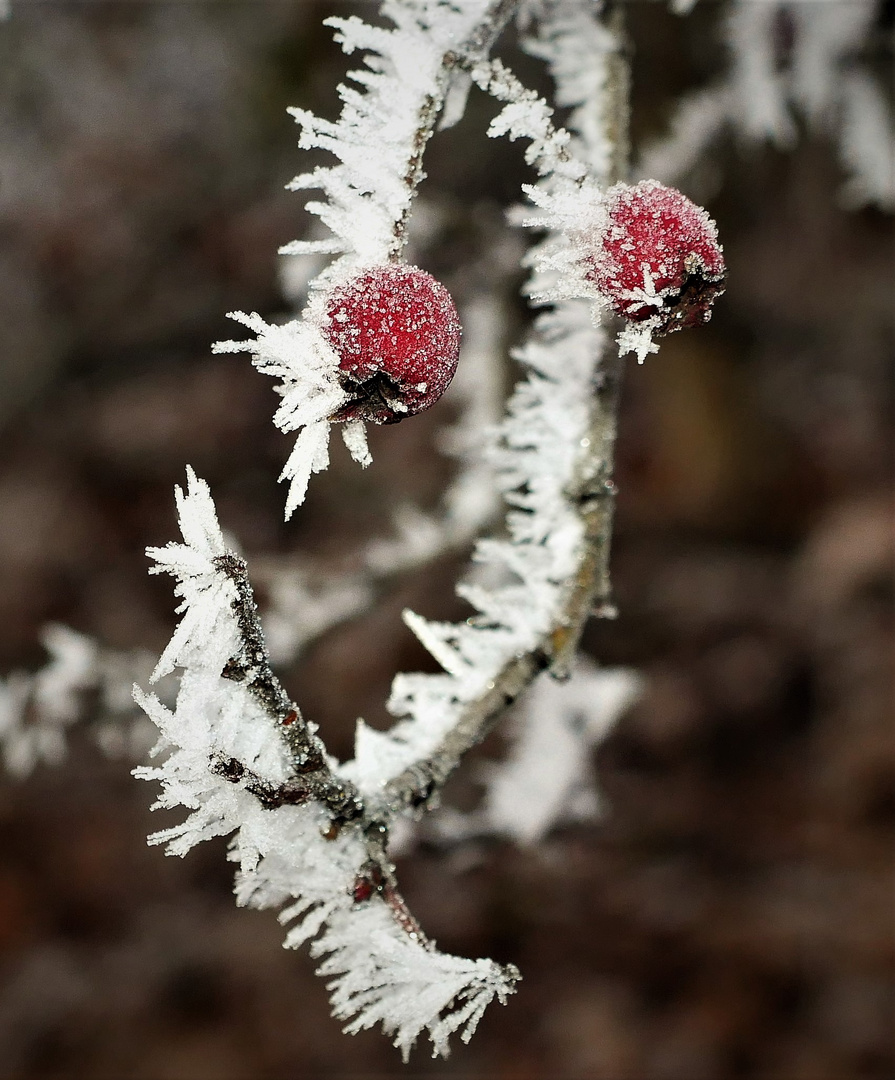 Raureif im Dezember 2022 - "Eisbeeren"