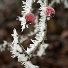 Raureif im Dezember 2022 - "Eisbeeren"