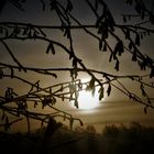 Raureif im Dezember 2022 - Haselzweige gegen die tiefstehende frühnachmittägliche Sonne 