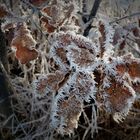 Raureif im Dezember 2022 - Vereistes Eichenlaub im Sonnenlicht