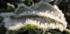 Raureif im Garten in Düsseldorf-Garath