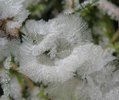 Raureif im Garten in Düsseldorf-Garath