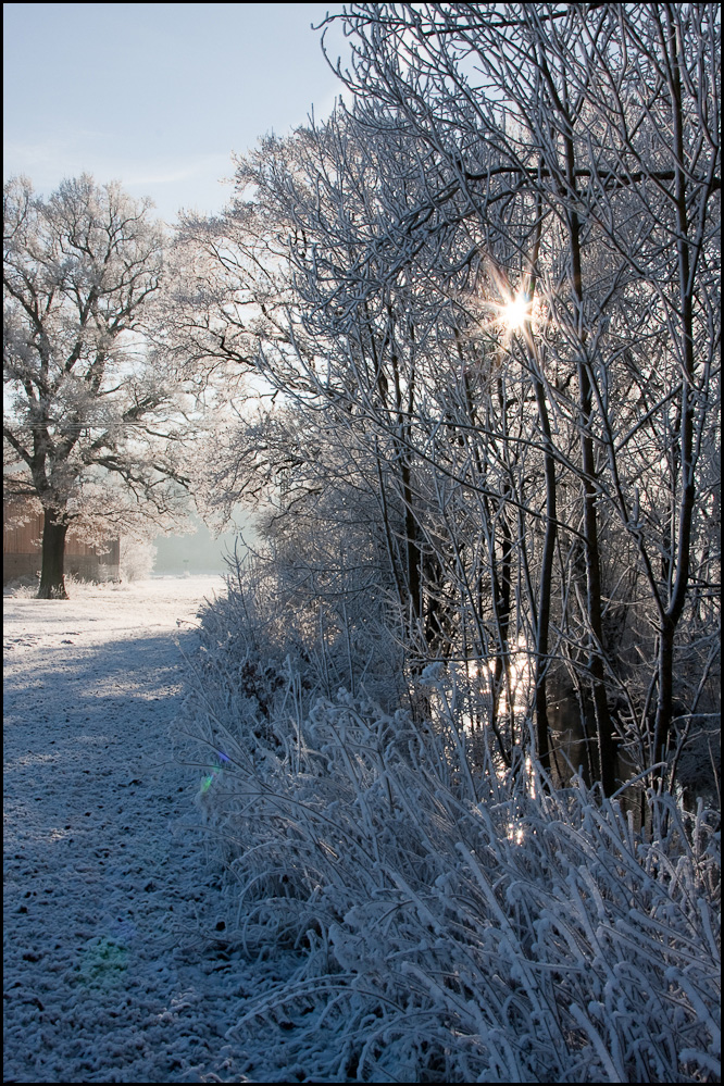 Raureif im Gegenlicht