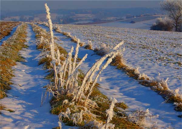 Raureif im Januar