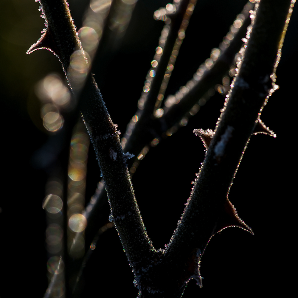 raureif im morgenlicht