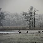 Raureif im Naturschutzgebiet 