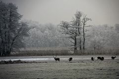 Raureif im Naturschutzgebiet 