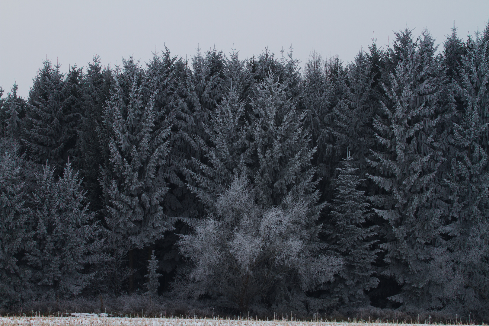 Raureif im Nebel