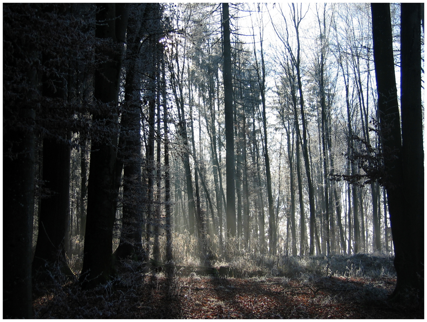 Raureif im sonnendurchfluteten Wald