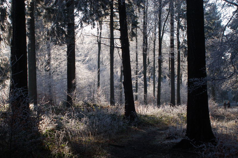 Raureif im Vogelsberg