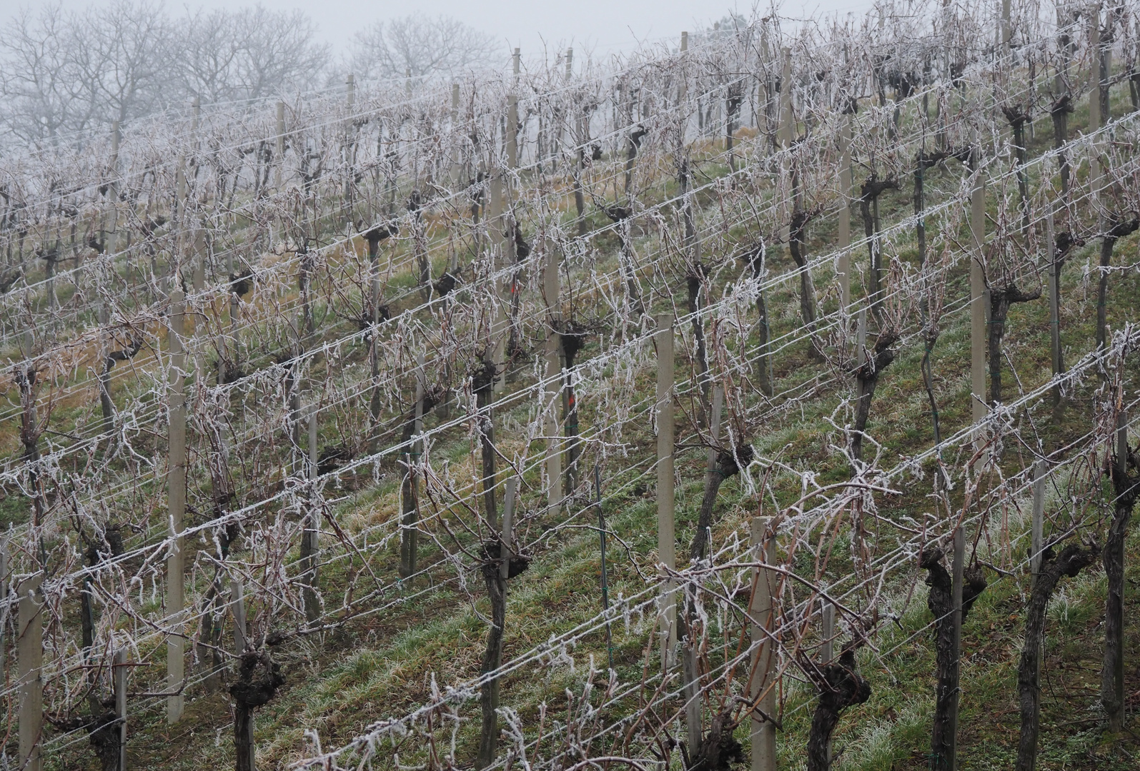 raureif im Weinberg