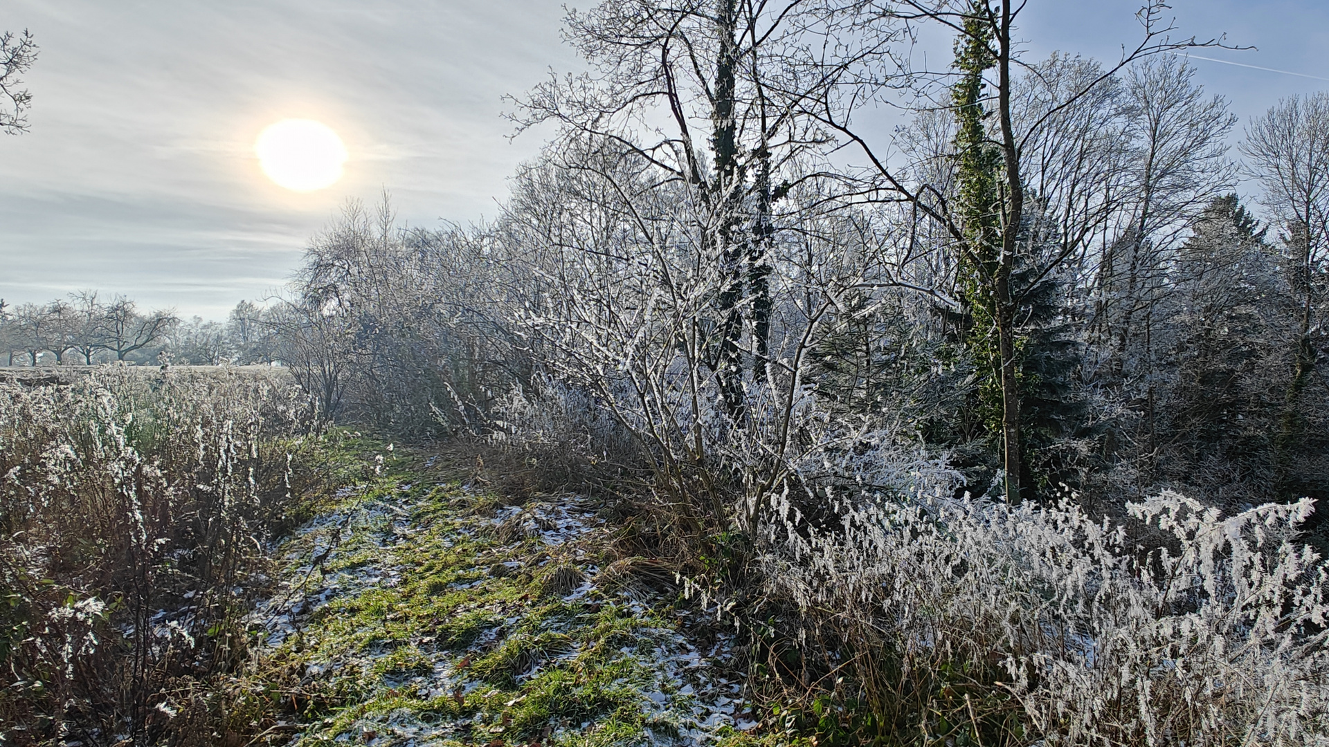 Raureif im Welzheimer Wald 