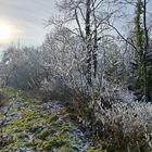 Raureif im Welzheimer Wald 